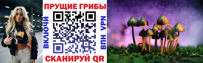 Псилоцибиновые грибы MAGIC MUSHROOMS  Купить закладки  Гвардейск 
